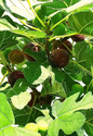 Hardy Chicago Fig Tree Unrooted Cuttings Set of 3 Cold Hardy Ficus Carica for Propagation