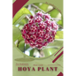 Hoya plant: Plant Guide - Paperback