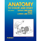 Anatomy to Color and Study Upper and Lower Limbs 3rd Edition - Paperback