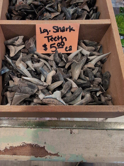 Genuine Shark teeth