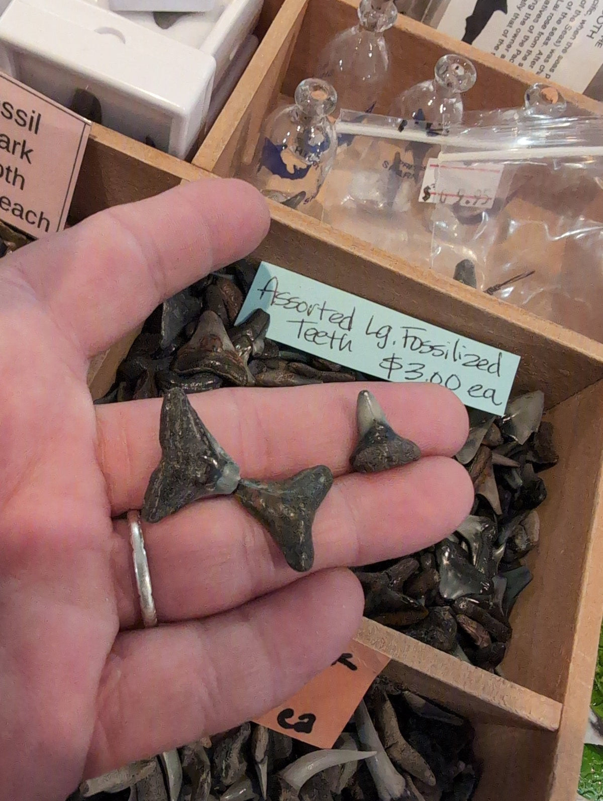 Genuine Shark teeth