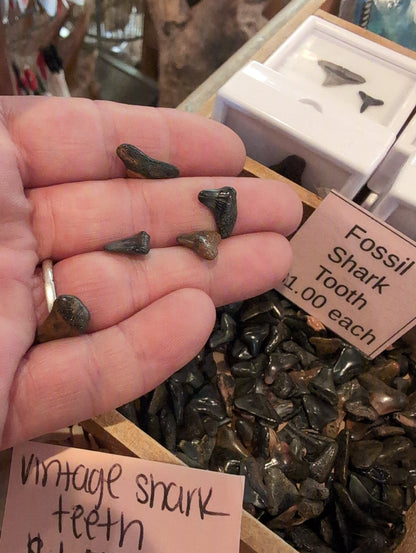 Genuine Shark teeth