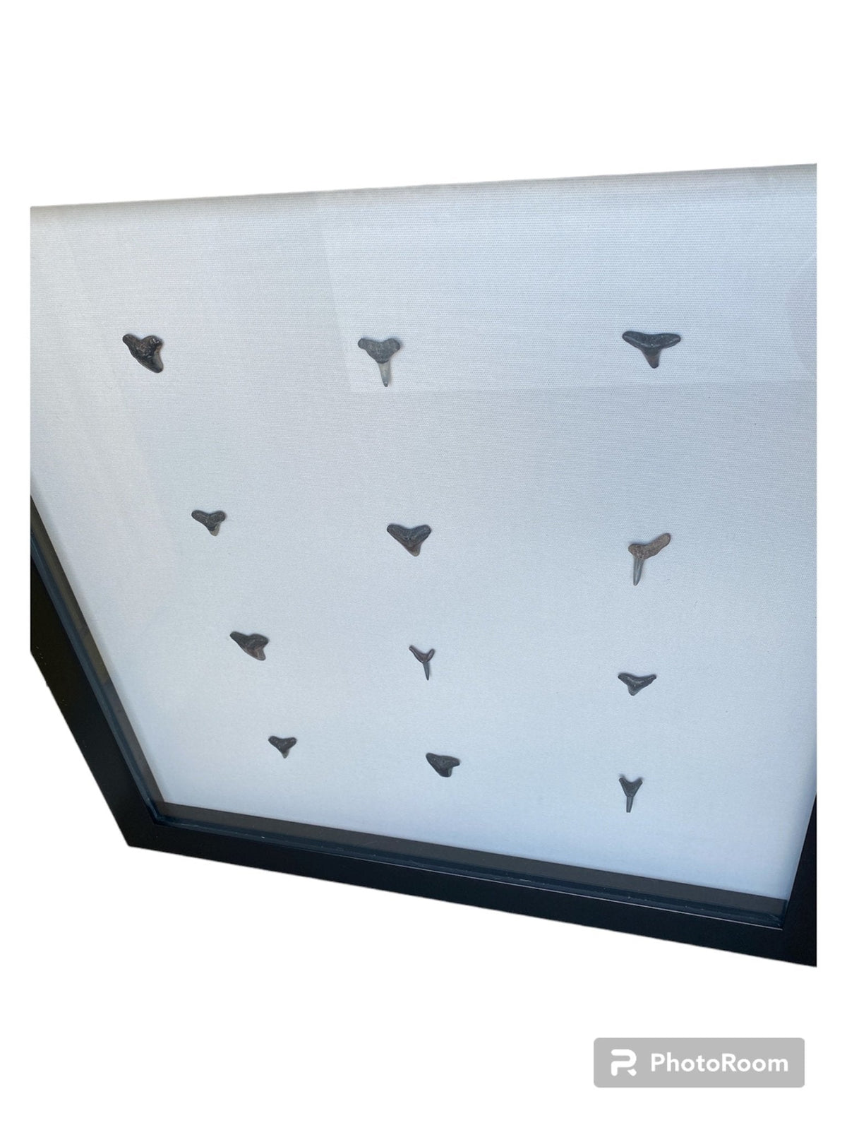 Shark teeth shadow box- Made to order