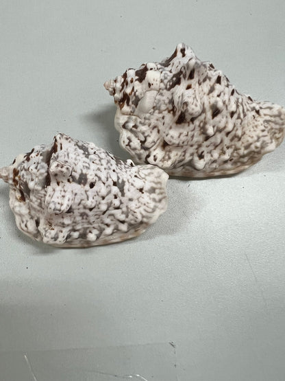 Silver Lip Conch Shells