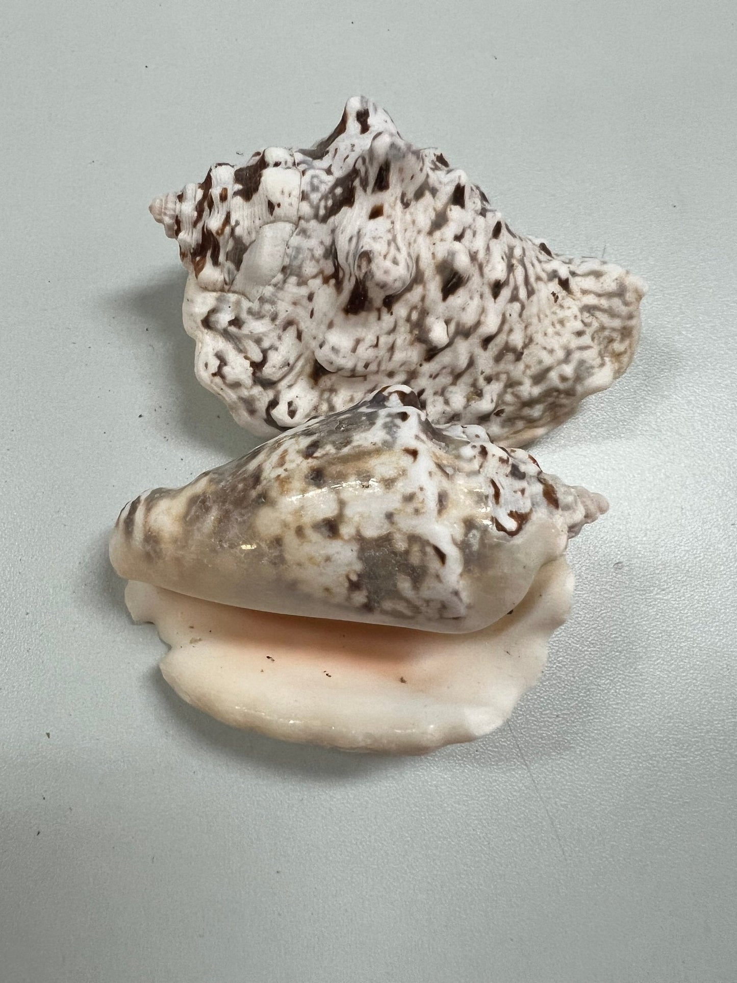 Silver Lip Conch Shells