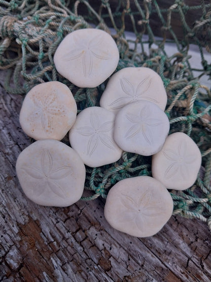 Small Sea Cookie Sand Dollar Shell