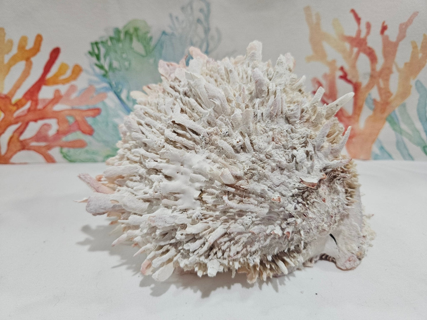 Spondylus Shell Pair 6.5" - Exact Shell Shown