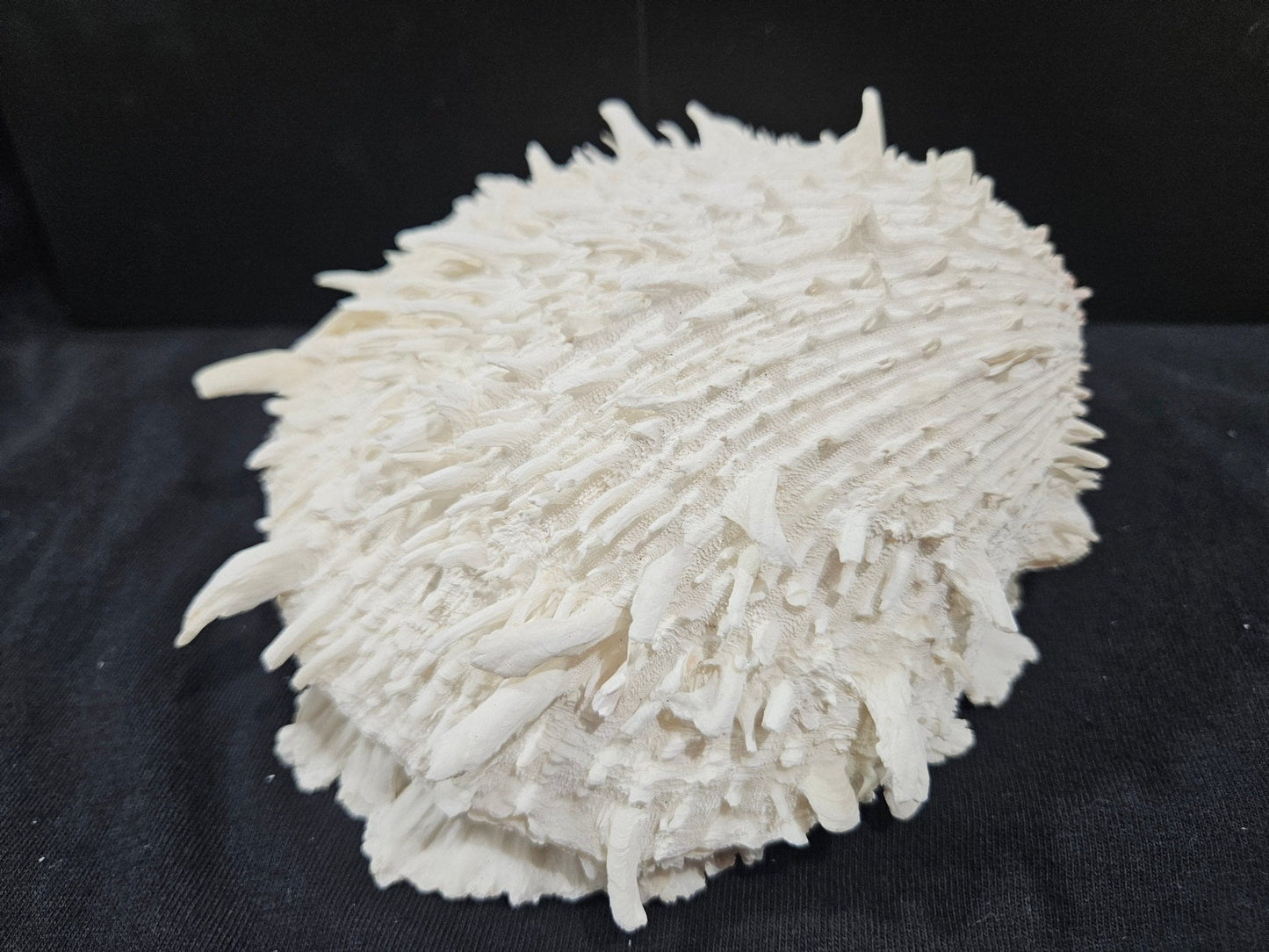 Spondylus Shell Pair 6"- Exact Shell Shown