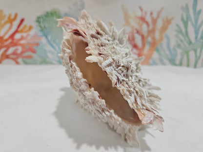 Spondylus Shell Pair 6.5" - Exact Shell Shown