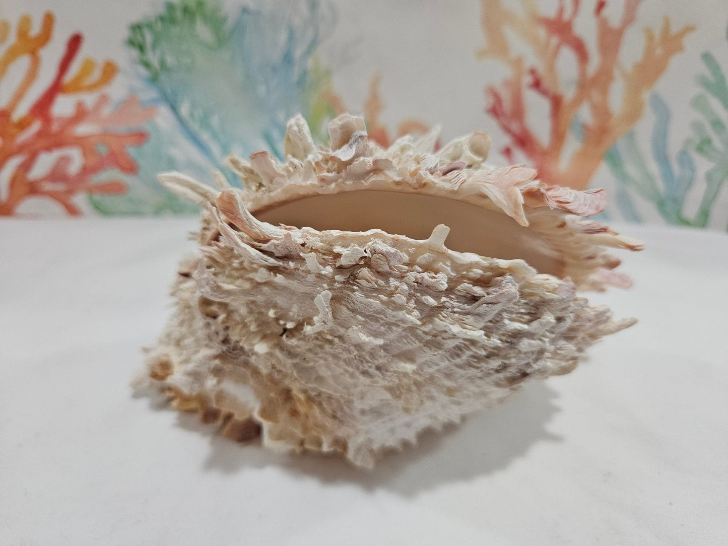 Spondylus Shell Pair 6.5" - Exact Shell Shown