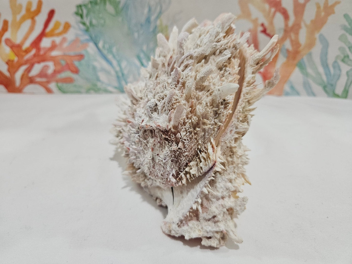 Spondylus Shell Pair 6.5" - Exact Shell Shown