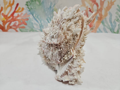 Spondylus Shell Pair 6.5" - Exact Shell Shown
