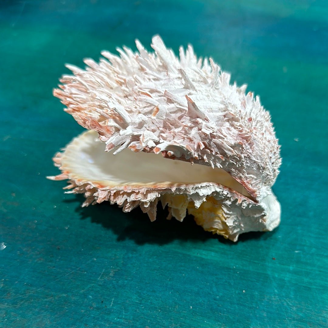 Spondylus Shell Pair 5" - Exact Shell Shown