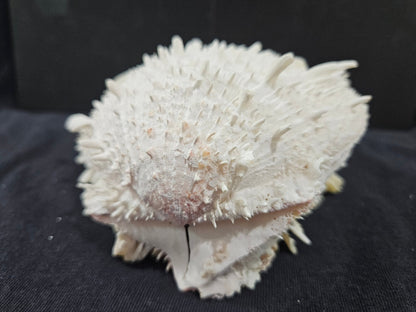 Spondylus Shell Pair 6"- Exact Shell Shown