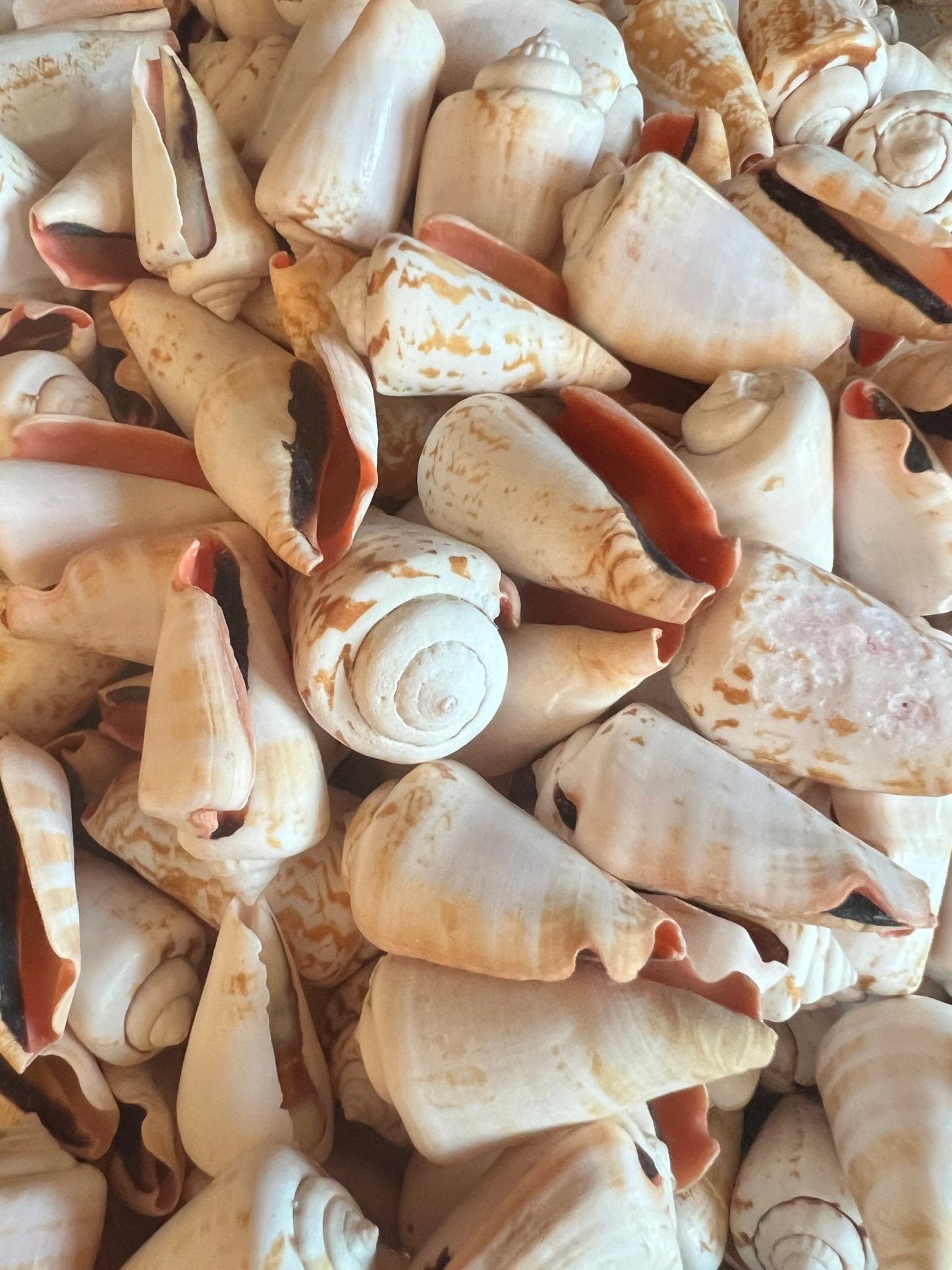 Strawberry Strombus Conch Shell (Conomurex luhuanus)