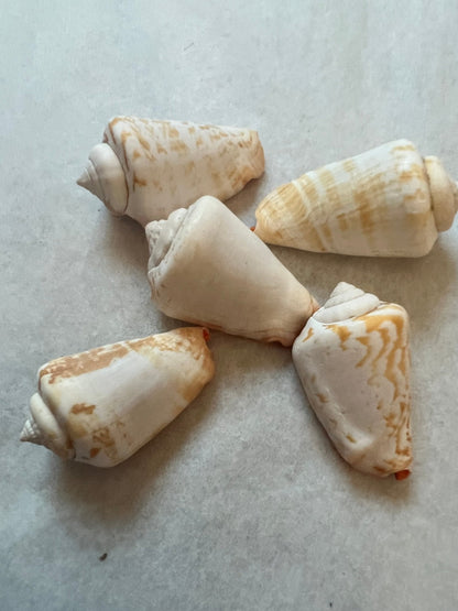 Strawberry Strombus Conch Shell (Conomurex luhuanus)