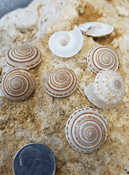 Sundial Shell - ARCHITECTONICA PERSPECTIVA