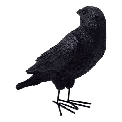 Fright Night Crow - Looking Behind
