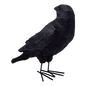 Fright Night Crow - Looking Behind