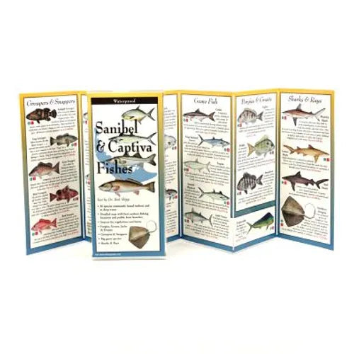Sanibel & Captiva Fishes
