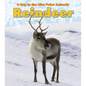 Reindeer - Paperback