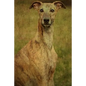 Whippet: Whippet - Paperback
