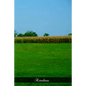 Kindness - Paperback