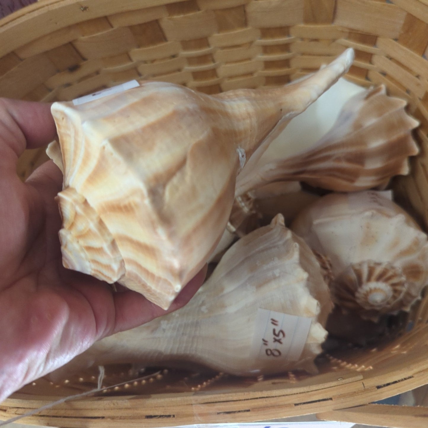 Texas State shell lightning whelk 7-9" Sinistrofulgur perversum