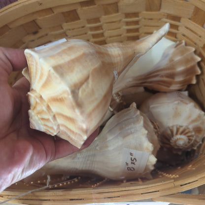 Texas State shell lightning whelk 7-9" Sinistrofulgur perversum