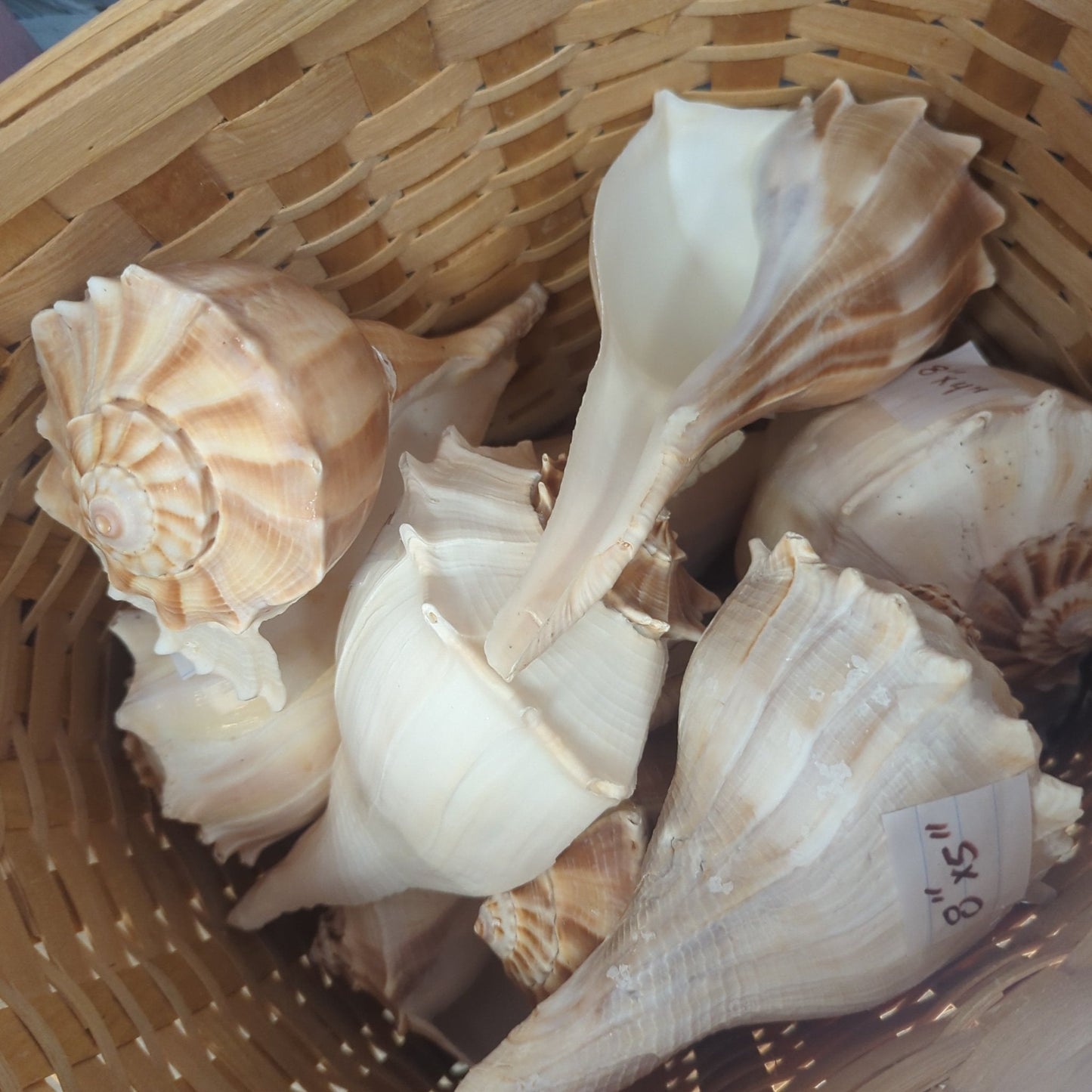 Texas State shell lightning whelk 7-9" Sinistrofulgur perversum
