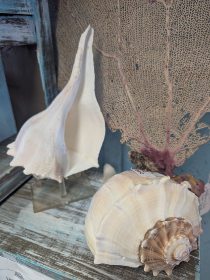 Texas State shell lightning whelk 7-9" Sinistrofulgur perversum