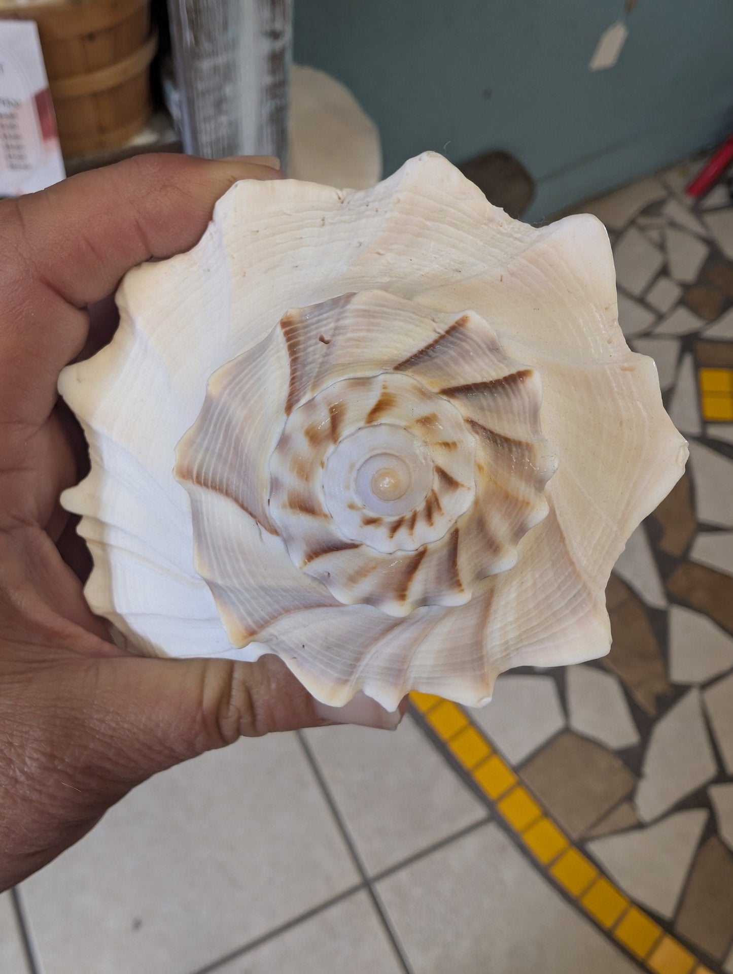 Texas State shell lightning whelk 7-9" Sinistrofulgur perversum