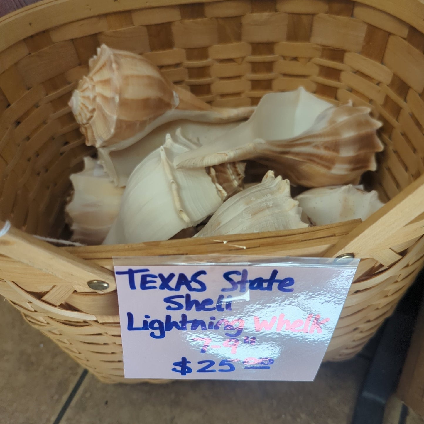 Texas State shell lightning whelk 7-9" Sinistrofulgur perversum