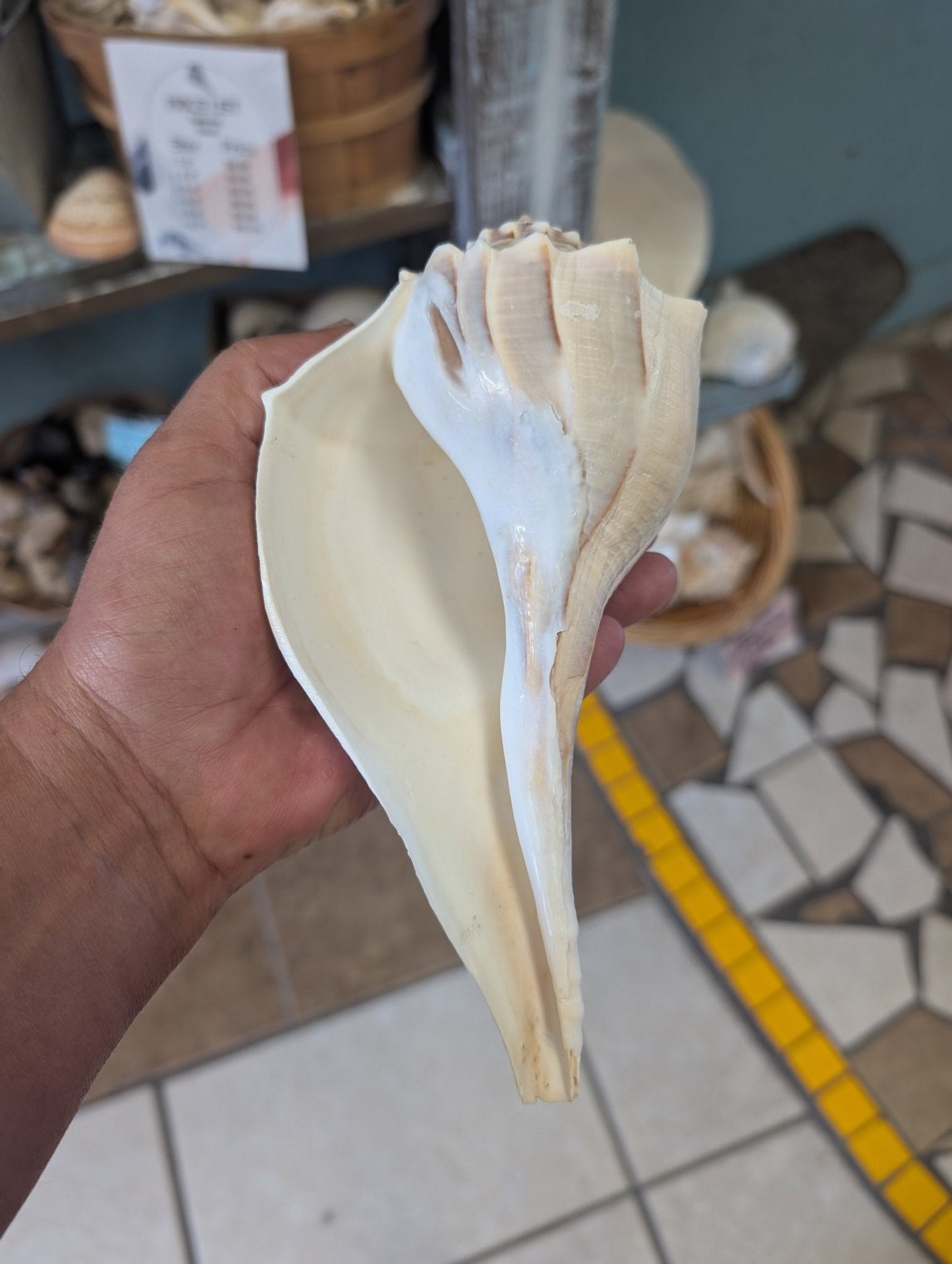 Texas State shell lightning whelk 7-9" Sinistrofulgur perversum