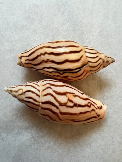 Tiger Volute