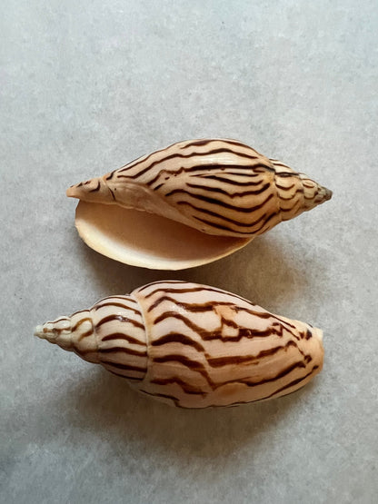 Tiger Volute