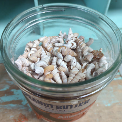 Tube worm shells