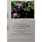 Secret of Longevity: We Die by Ignorance - Paperback