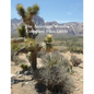 The American Western A Complete Film Guide - Paperback