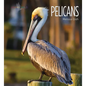 Pelicans - Library Binding