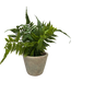 Faux Maidenhair Fern in a Cement Pot