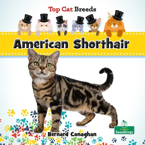 American Shorthair - Paperback