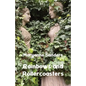 Rainbows and Rollercoasters - Paperback