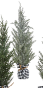 Charming Mini Christmas Tree -