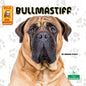 Bullmastiff - Hardcover