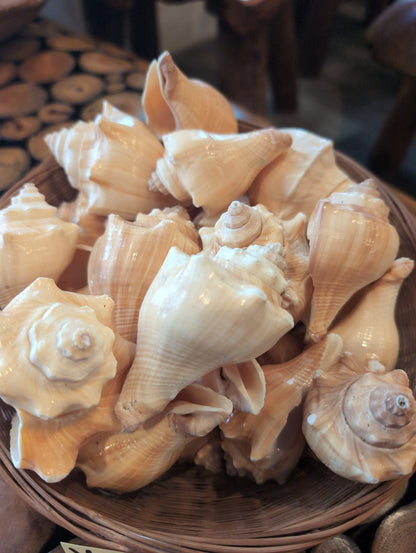 Vole Conch Shells Pugilina Cochlidium