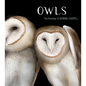 Owls: The Paintings of Jeannine Chappell - Hardcover