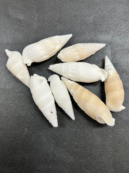 White Cerithium Banded Vertagus Shells – 1.5–2" Slender Spiral Shells