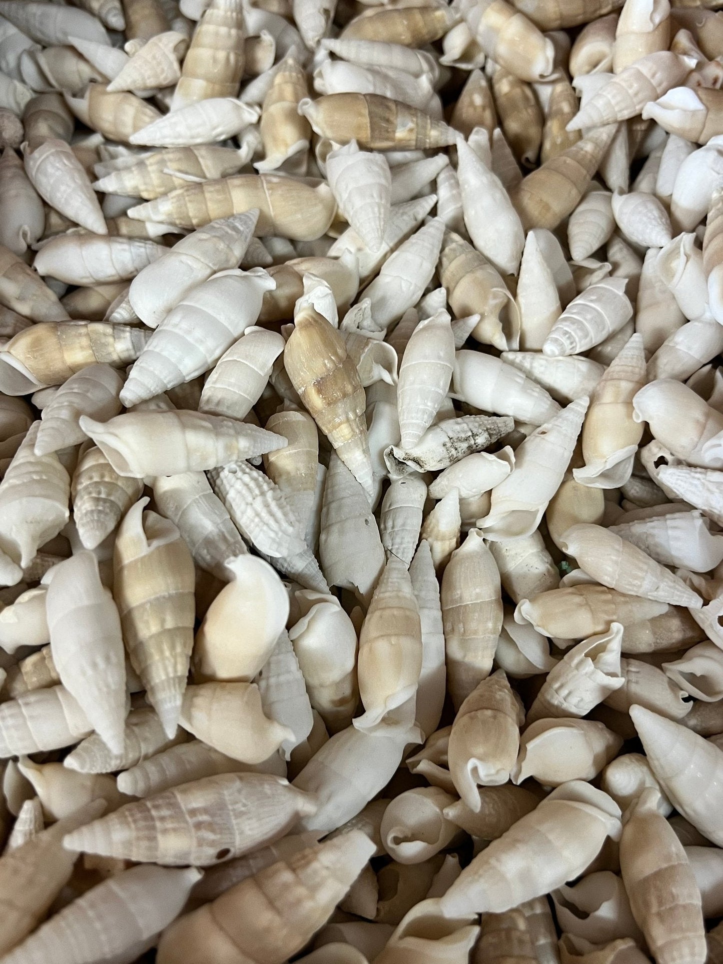 White Cerithium Banded Vertagus Shells – 1.5–2" Slender Spiral Shells
