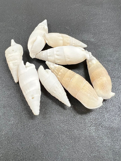 White Cerithium Banded Vertagus Shells – 1.5–2" Slender Spiral Shells